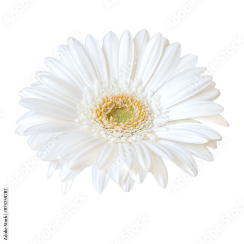 White gerbera isolated on transparent background.