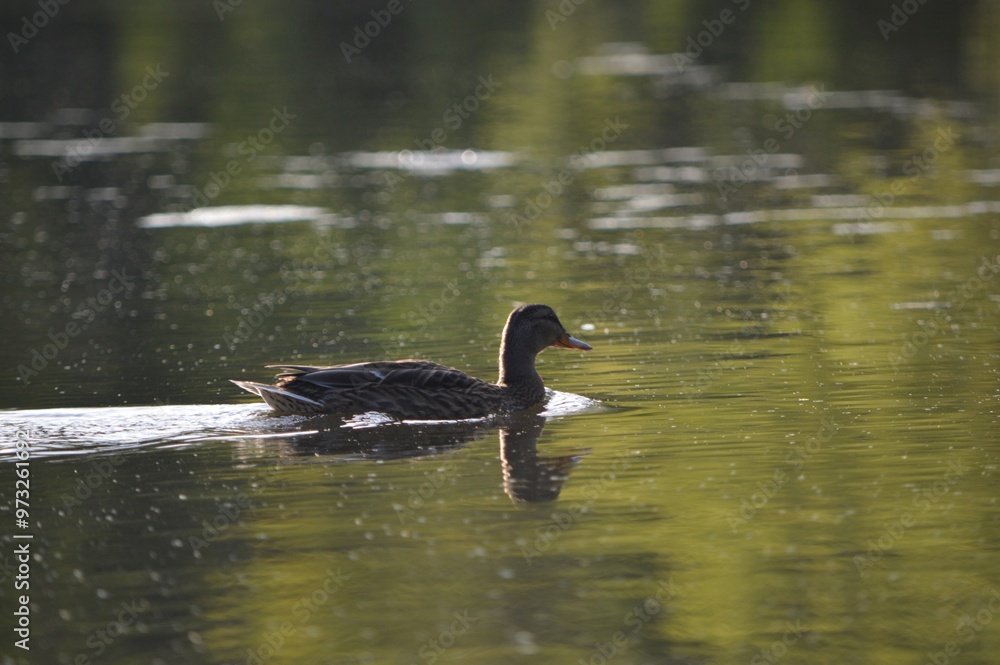 Duck Swimming in a Pond at Sunset Duck Swimming in a Pond at Sunset