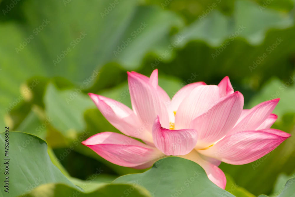 Beautiful Indian Lotus was laying on a pond. The pink petals stretched out to the sun like solar panels capturing light. The edges darker a color than the interior. Big green leaves all around. Beautiful Indian Lotus was laying on a pond. The pink petals stretched out to the sun like solar panels capturing light. The edges darker a color than the interior. Big green leaves all around.