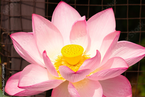 This is a beautiful Indian Lotus that was laying on a pond. The pink petals stretched out to the sun like solar panels capturing light. The yellow center, golden like the sun. photo