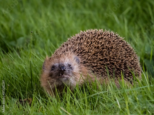 hedgehog in the grass