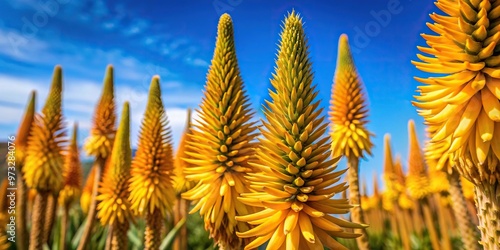 Close-up shot of yellow Aloe Vera flowers in spring field
