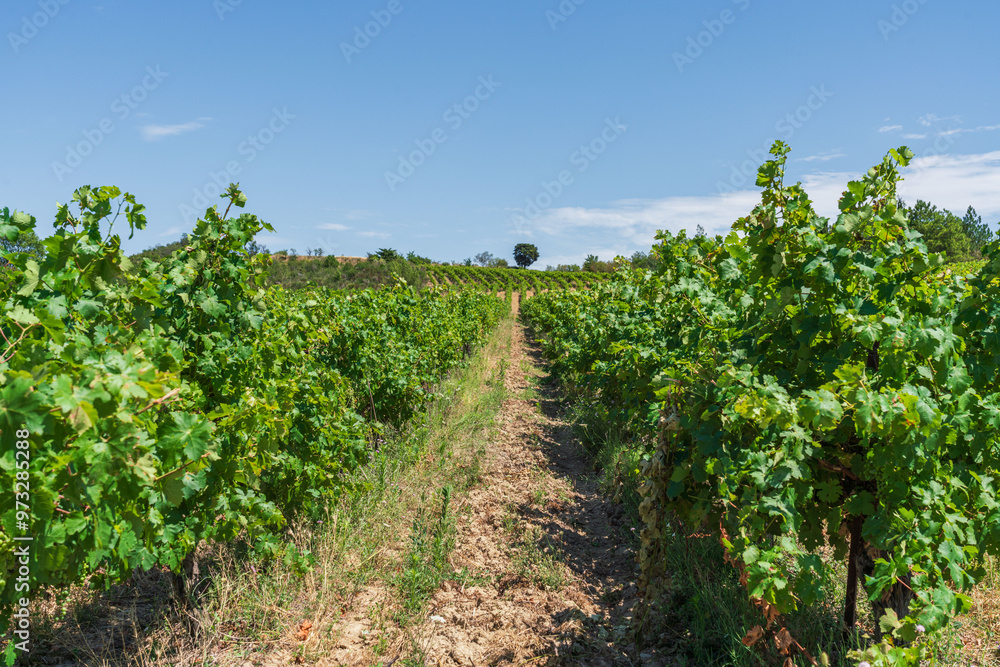 Green Vineyards under the sunlight in France Green Vineyards under the sunlight in France