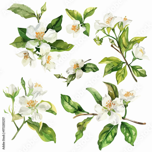 Watercolor Hand-drawn leaves and white orange tree flowers isolated on a white background. Citrus aurantium, flower illustration. Watercolor-drawn leaves and white orange tree flowers and jasmine