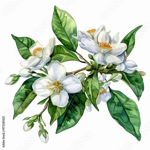 Watercolor Hand-drawn leaves and white orange tree flowers isolated on a white background. Citrus aurantium, flower illustration. Watercolor-drawn leaves and white orange tree flowers and jasmine