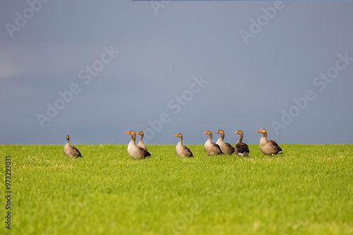 Funny greylag or graylag geese with brown bodies orange beaks in short green grass field facing left except one facing camera photo