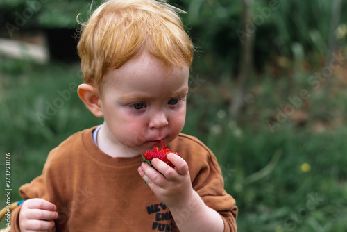 A little red-haired boy is biting red ripe strawberries in the garden. A close plan