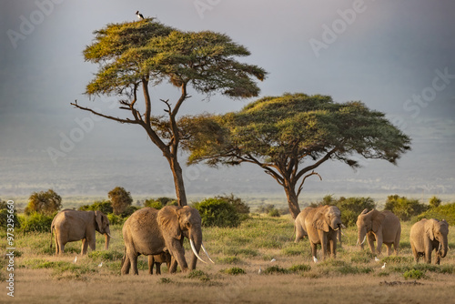 African Elephants at sunrise