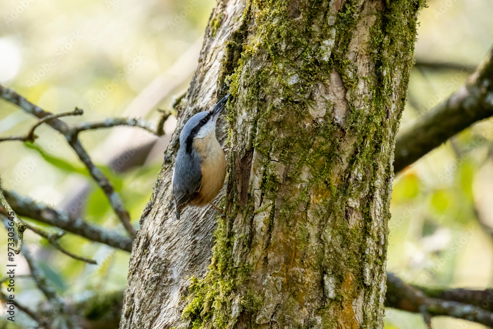 Nuthatch gray and fawn bird with sunflower seed in beak looking for a place on a tree to cache the seed Nuthatch gray and fawn bird with sunflower seed in beak looking for a place on a tree to cache the seed