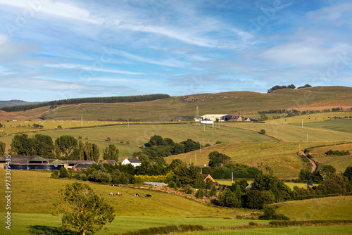 Rolling Bristish countryside with livestock farms. Cows grazing in grass fields and higher rough pasterure and tree plantation