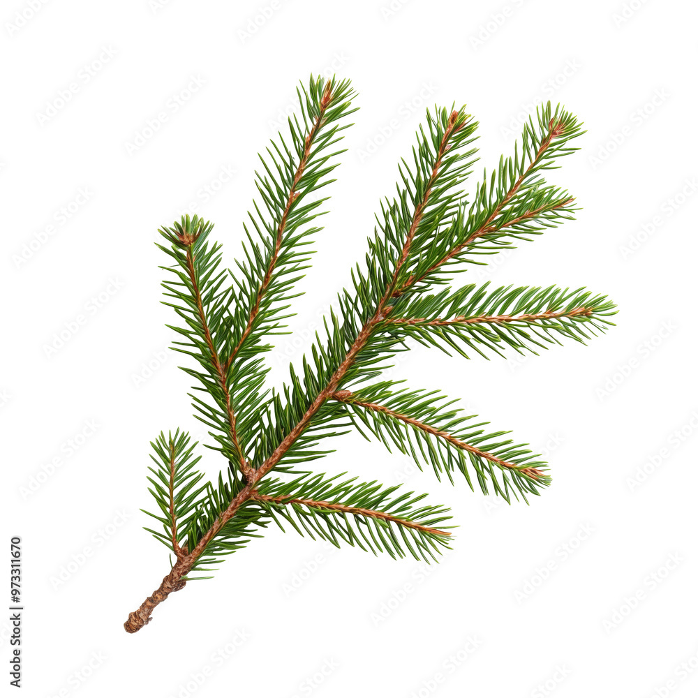 Fresh conifer branch with new needles isolated transparent Fresh conifer branch with new needles isolated transparent