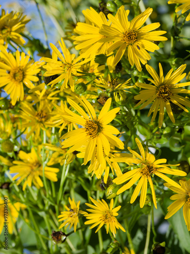 Grappes de fleurs de silphium perfoliatum ou silphie perfoliée à pétales rayonnantes jaune vif entourant un disque central à fleurs tubulaires orangées et étamines jaunes