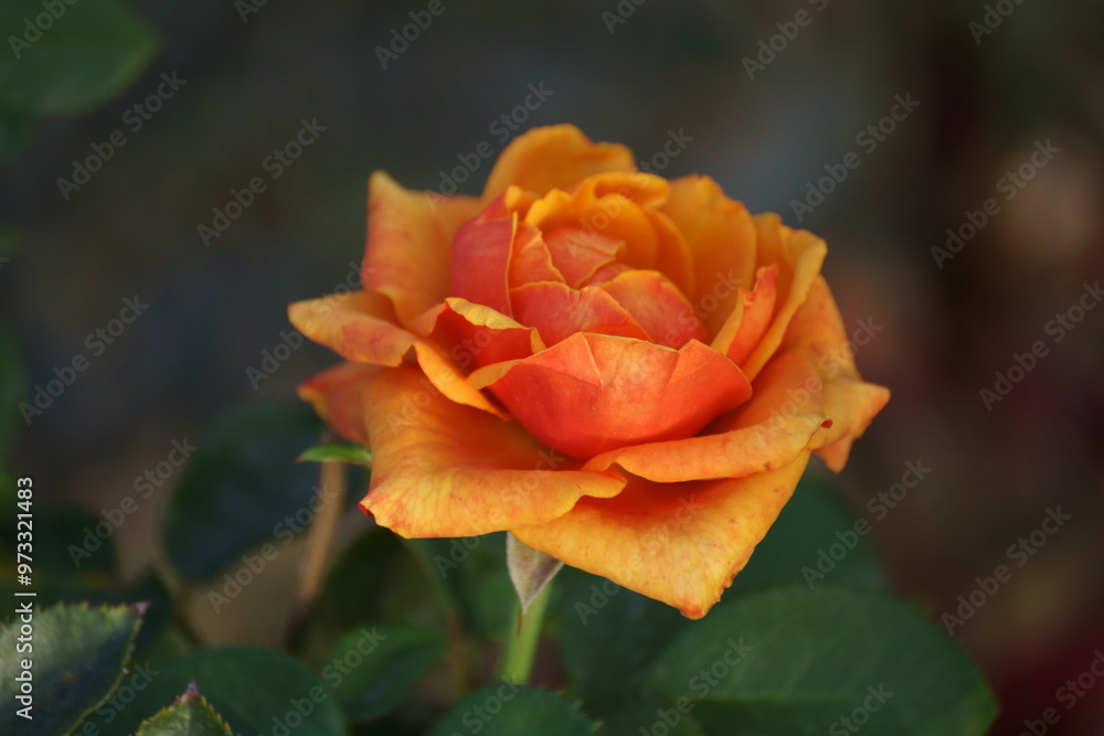 rose autumn petals are quite beautiful, petals are part of all the beauty, really no, it’s up to you to decide rose autumn petals are quite beautiful, petals are part of all the beauty, really no, it’s up to you to decide