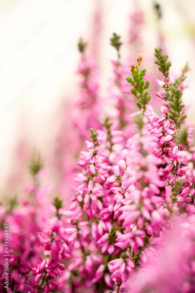 Obraz premium Common heather, Calluna vulgaris magenta purple flower close-up photo. Heather violet wildflower macro photo in the nature