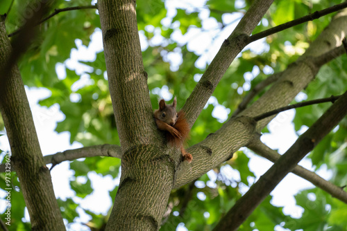 Squirrel on a tree