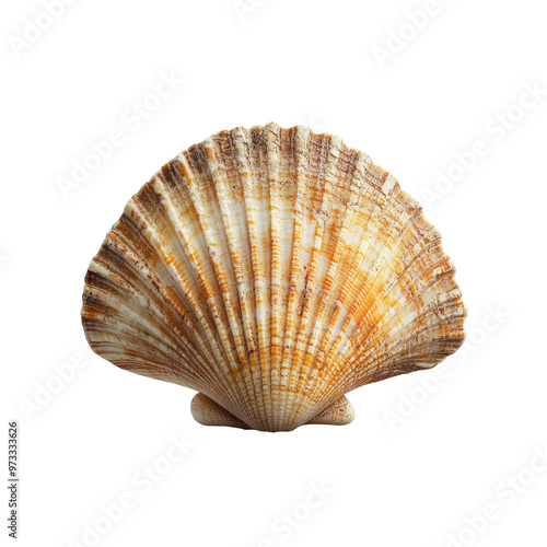 Beautiful scallop shell resting on a sandy surface isolated transparent