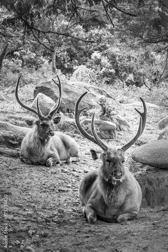 Exotic animals on display in the Bannerghatta zoo in Karnataka India