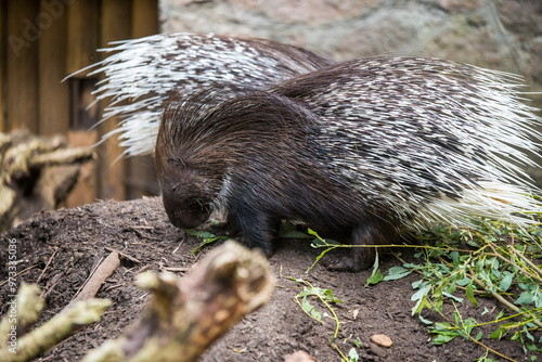 Cape porcupine or South African porcupine in a zoo with white spines photo