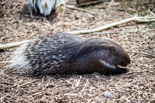Cape porcupine or South African porcupine in a zoo with white spines