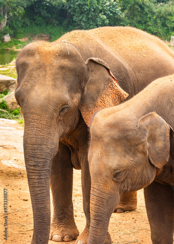 Exotic animals on display in the Bannerghatta zoo in Karnataka India