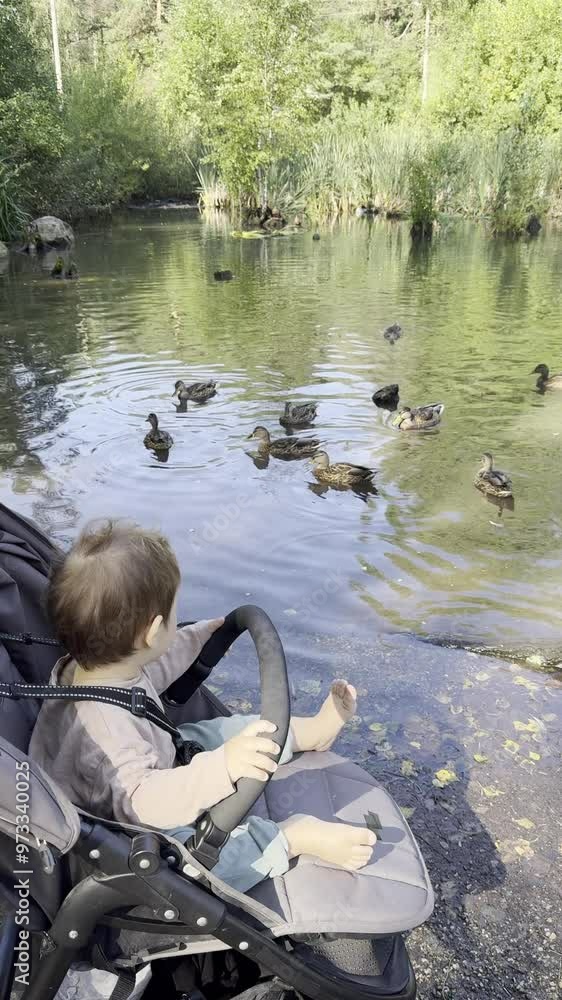 Cute little boy in stroller looking at lake with ducks. Vertical video. Cute little boy in stroller looking at lake with ducks. Vertical video.