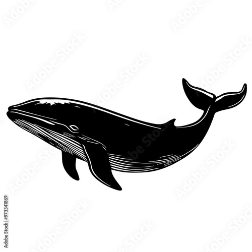 Whale Vector photo