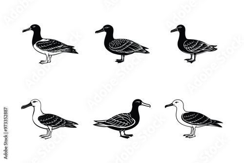 Set of Albatross silhouette vector illustration