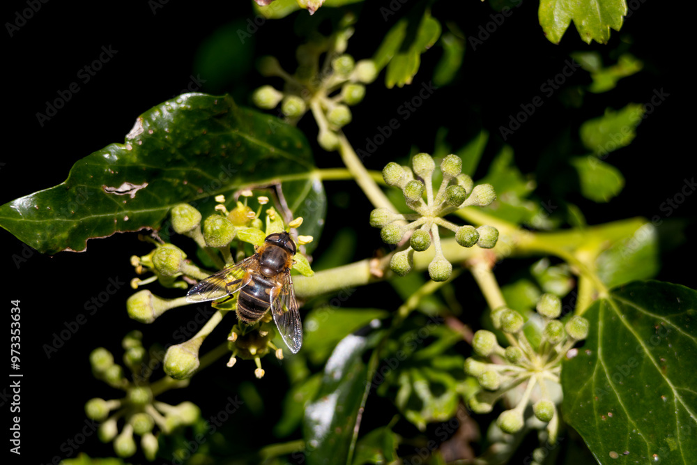 Levels Drone Fly - Eristalis abusiva, on the flower, hoverfly. Levels Drone Fly - Eristalis abusiva, on the flower, hoverfly.