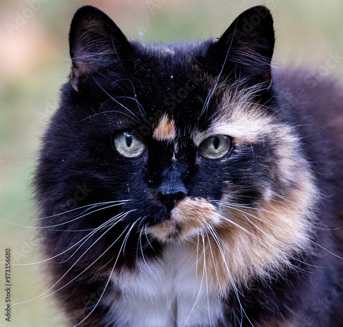 A close up of a pet cat which is black yellow and white