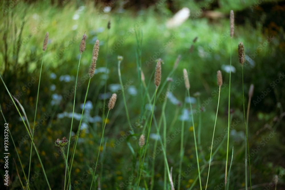 Flowering field grass in a green meadow, Alopecurus pratensis Flowering field grass in a green meadow, Alopecurus pratensis