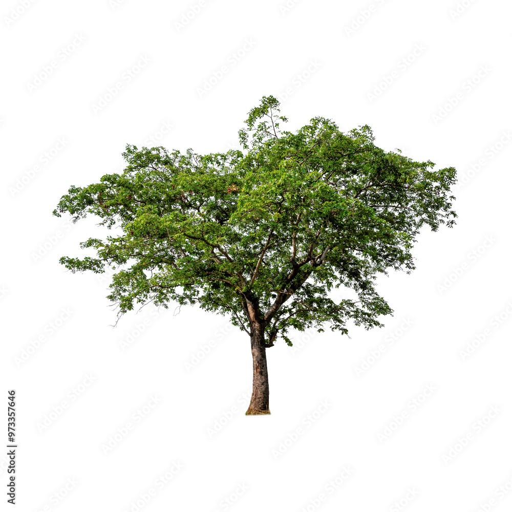 Tree with transparent background Tree with transparent background