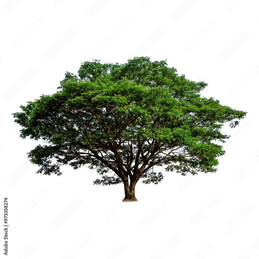 Tree with transparent background Tree with transparent background