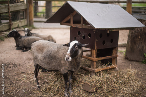 Cuadro en lienzo Portrait of the Zwartbles sheep, a breed of domestic sheep