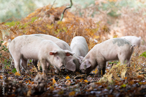The pannage in the New Forest, Pigs foraging for acorns on the ground