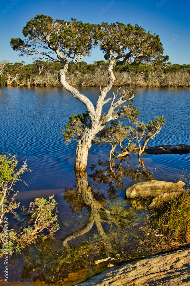 Old paperbark tree (Melaleuca) in the remote Lake Shaster Nature Reserve, Munglinup, south coast of Western Australia. Reflection of tree in calm water.
Old paperbark tree (Melaleuca) in the remote Lake Shaster Nature Reserve, Munglinup, south coast of Western Australia. Reflection of tree in calm water.