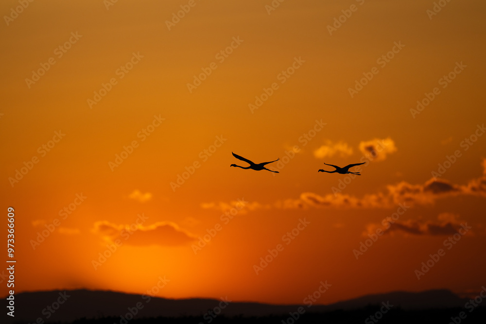 Two Greater flamingo flying after sunset Two Greater flamingo flying after sunset