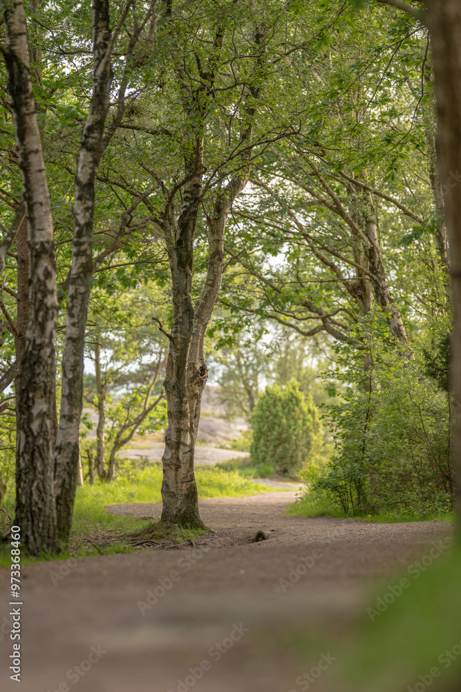Naklejka premium Looking down a gravel path going out of a forest.