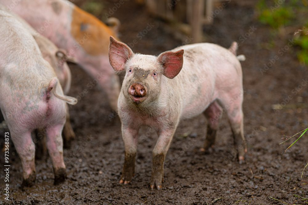 Piglets waiting for food at a pen. Piglets waiting for food at a pen.
