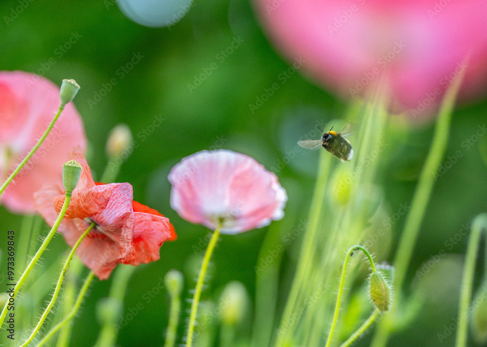 Bumblebee visiting a blooming poppy flower. Bumblebee visiting a blooming poppy flower.