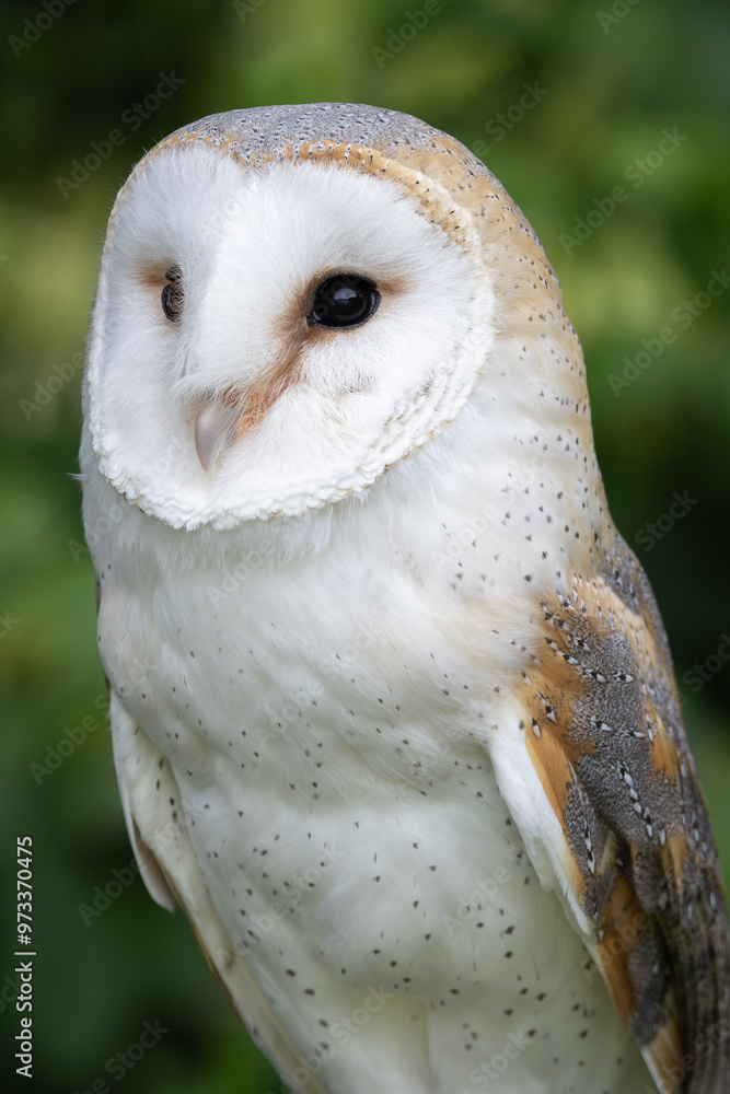 Obraz premium Portrait of a Barn Owl on a glove