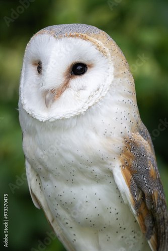 Portrait of a Barn Owl on a glove