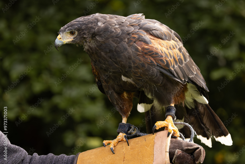 Fototapeta premium portrait of a Harris's Hawk (Parabuteo unicinctus) on a glove. Close up with a depth of field background.