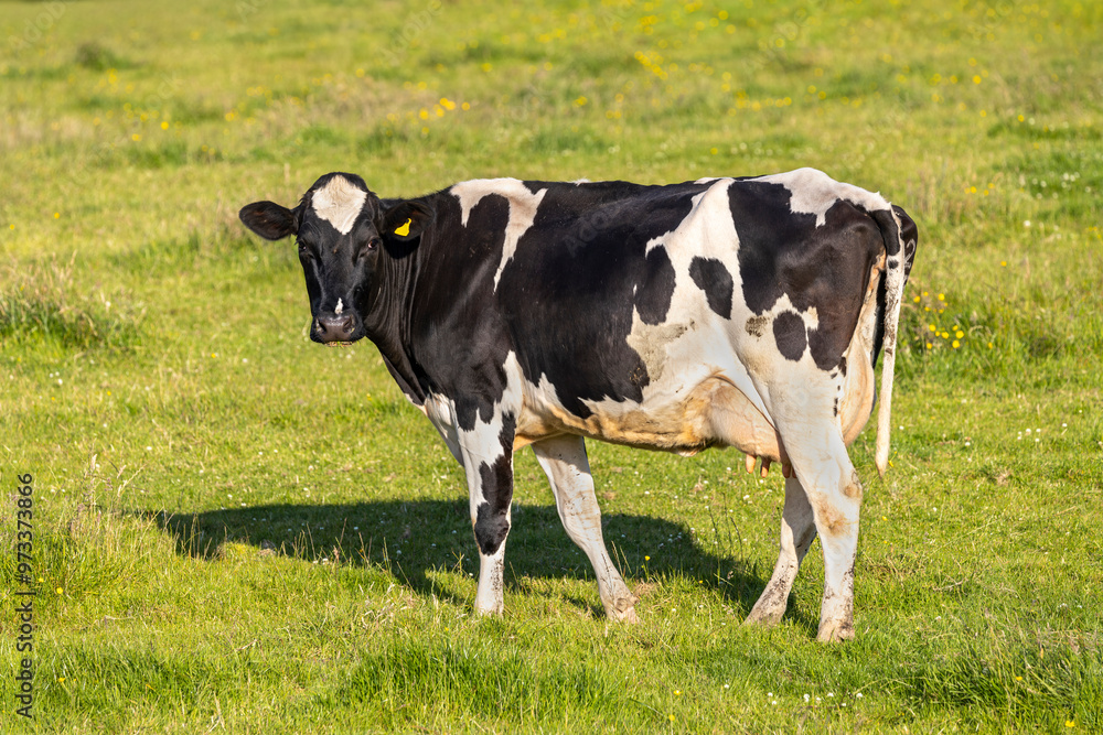 Holstein Friesian black and white dairy cow in green grass field Holstein Friesian black and white dairy cow in green grass field