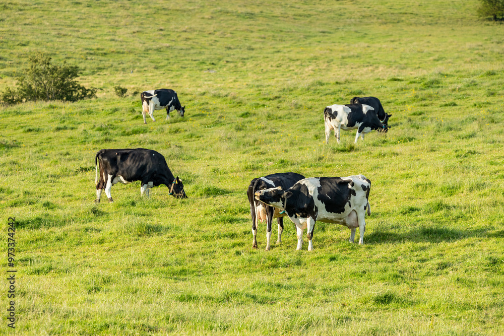 Holstein Friesian black and white dairy cows grazing in green grass field Holstein Friesian black and white dairy cows grazing in green grass field