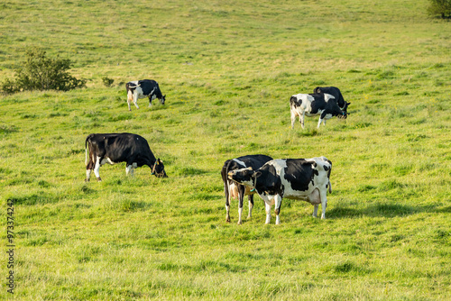 Holstein Friesian black and white dairy cows grazing in green grass field