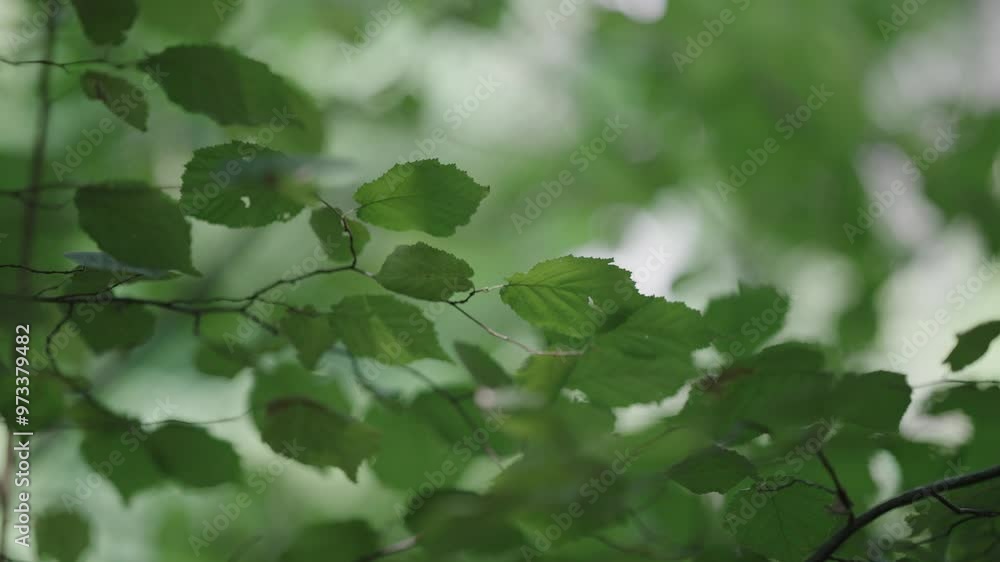 A cinematic view of a tree. The green leaves are swaying in the wind. mountain forest. Thin branches in the macro. Sounds of nature. A summer day. Outdoor recreation. Clean air. Natural harmony. A cinematic view of a tree. The green leaves are swaying in the wind. mountain forest. Thin branches in the macro. Sounds of nature. A summer day. Outdoor recreation. Clean air. Natural harmony.