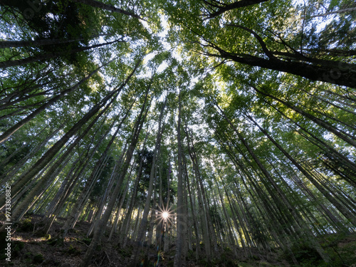 Forest with tall trees illuminated by sunlight