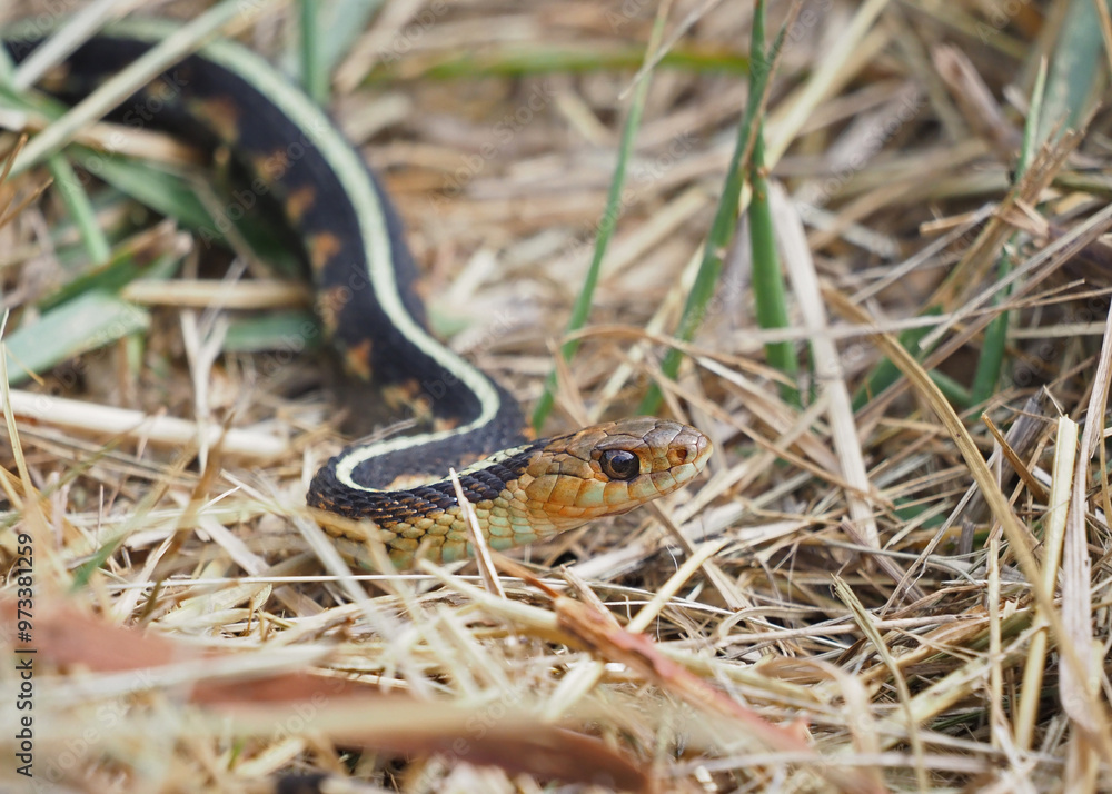 Fototapeta premium Common Garter Snake (Red-spotted Garter)