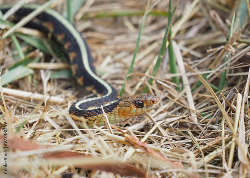 Common Garter Snake (Red-spotted Garter)