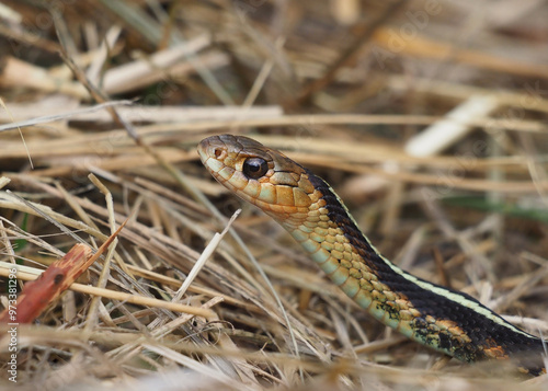 Common Garter Snake (Red-spotted Garter)